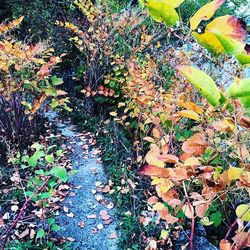 Autumn leaves on the ground