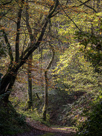 Trees in forest