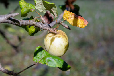Close-up of fruit growing on tree