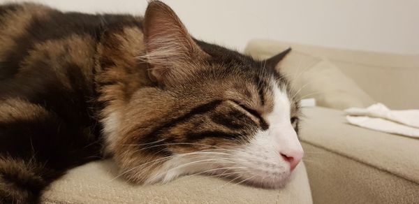 Close-up of a cat resting