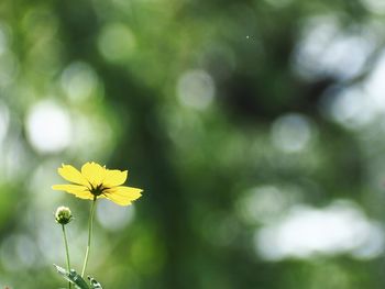 Close-up of yellow flower blooming outdoors