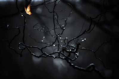 Close-up of wet bare tree during rainy season