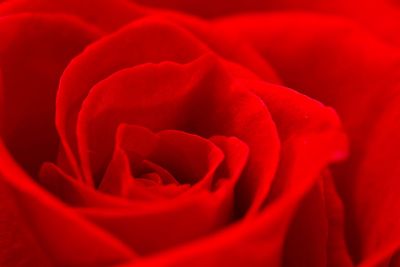 Close-up of red rose