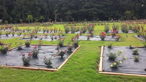 High angle view of formal garden