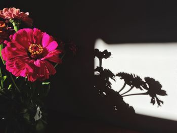 Close-up of flowers blooming outdoors