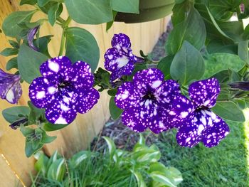 Close-up of purple flowers blooming outdoors