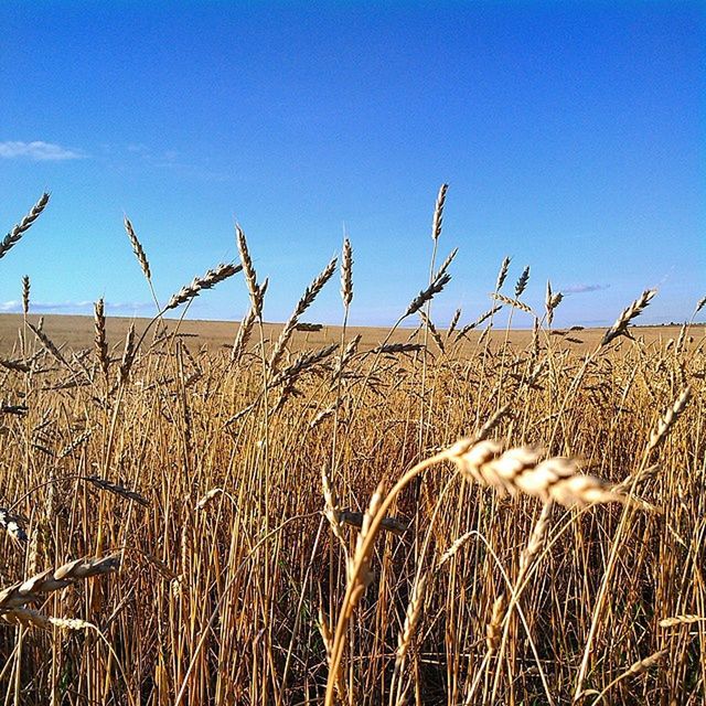 rural scene, agriculture, field, clear sky, crop, farm, cereal plant, dry, growth, landscape, grass, wheat, blue, tranquility, nature, plant, straw, tranquil scene, hay, cultivated land