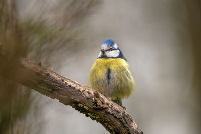 Bird perching on a tree