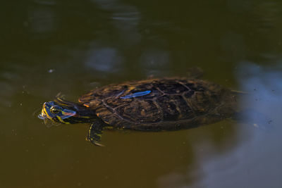 High angle view of turtle in lake