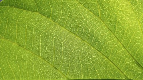 Macro shot of green leaf