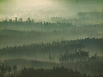 Forested hills slope in low lying cloud with green cover shrouded in mist