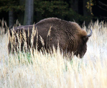 Close-up of horse in grass