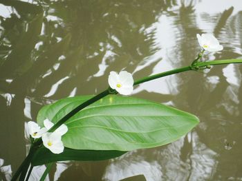 Close-up of white flowering plant floating on water