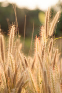 Close-up of wheat growing on field