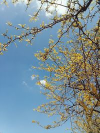 Low angle view of cherry tree against blue sky