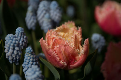 Close-up of flower growing outdoors