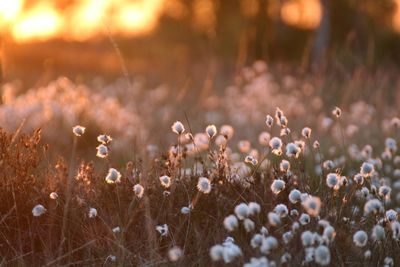 Close-up of cotton grass growing on field during sunset