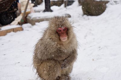 Japanese macaque on field during snowfall