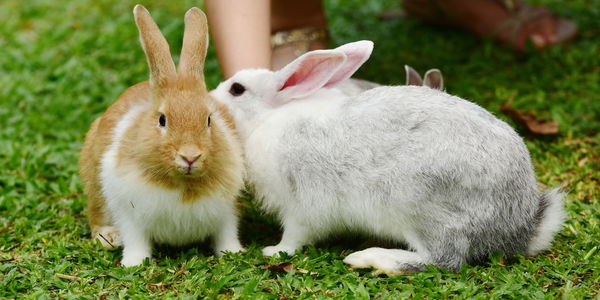 Close-up of rabbit on field