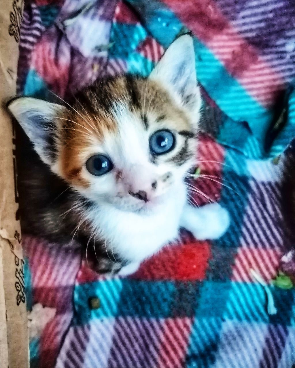 CLOSE-UP PORTRAIT OF CAT