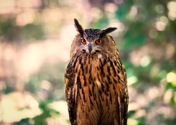 Close-up portrait of eagle owl
