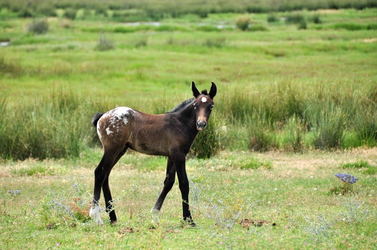 Foal horse