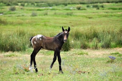 Horse standing on field