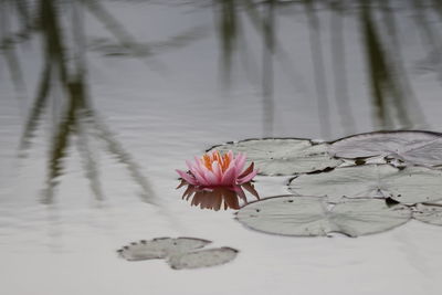 Close-up of pink water lily in lake