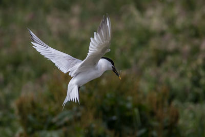 Bird flying