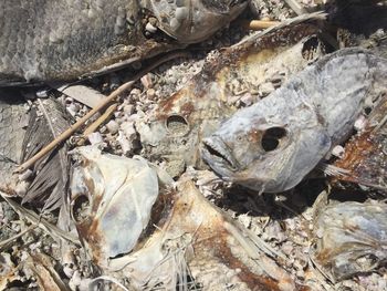 Close-up of dead fish on snow