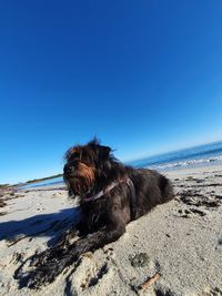 View of dog on beach against clear blue sky