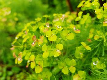 Close-up of wet flowering plant