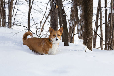 Adult tan and white female welsh corgi standing in fresh snow staring near the cap-rouge river