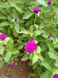 High angle view of pink flowering plant