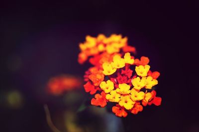 Close-up of yellow flower