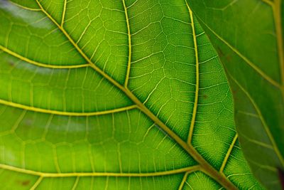 Full frame shot of green leaves