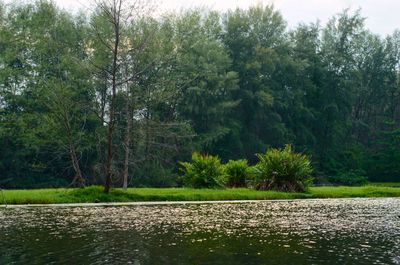 Scenic view of lake amidst trees in forest