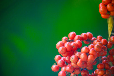 Close-up of red berries over white background