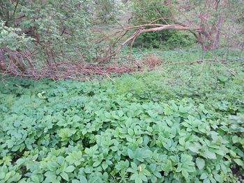 plant