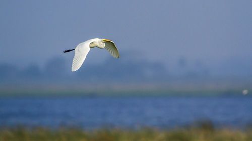 Seagull flying in the sky