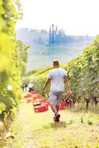 Rear view of man walking on pathway in vineyard