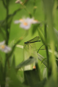 Close-up of insect on plant