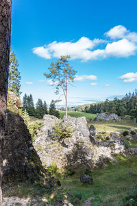 Scenic view of trees against sky