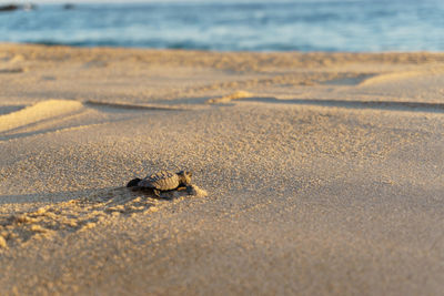 Close-up of small turtle in sand at beach