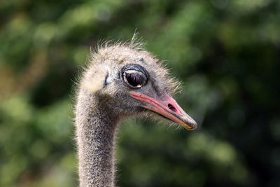 Close-up of a bird