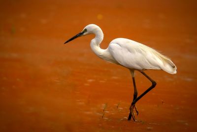 Side view of a bird in a water