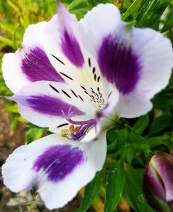 Close-up of purple flower on plant