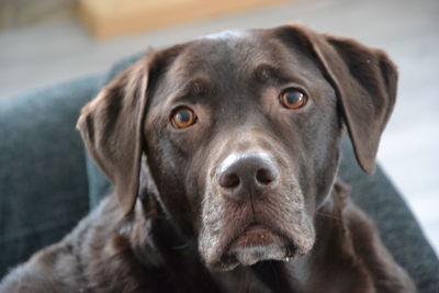 Close-up portrait of dog