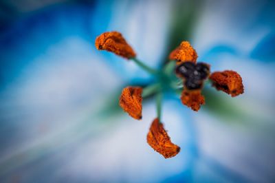 Close-up of orange flowering plant against blue sky