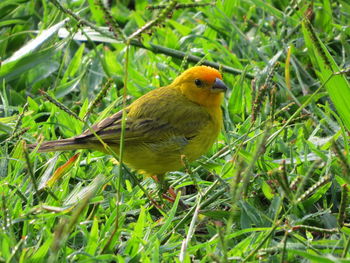 Close-up of bird perching on grass